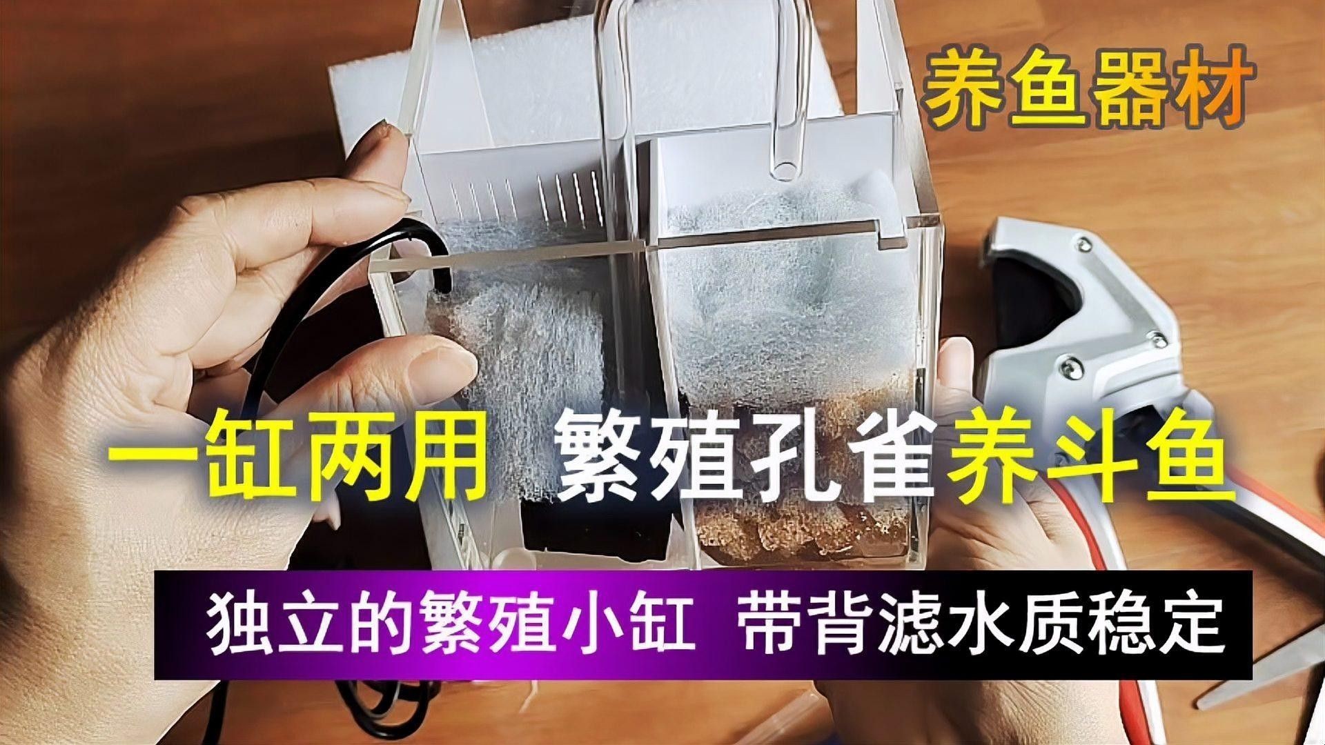 哪些設備是繁殖缸必備的？（繁殖缸選擇多大尺寸好呢）