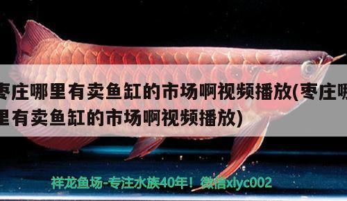 棗莊哪里有賣魚缸的市場啊視頻播放(棗莊哪里有賣魚缸的市場啊視頻播放)（棗莊哪里有賣魚缸市場啊視頻播放和棗莊哪里有賣魚缸的市場啊）