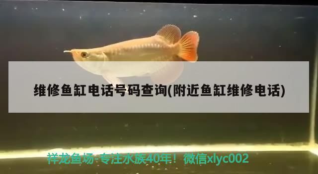 我的虎魚真菌感染了要怎么處理 維修魚缸電話號碼查詢(附近魚缸維修電話)(維修魚缸電話號碼查詢) 觀賞魚百科 維修魚缸電話號碼查詢(附近魚缸維修電話)(維修魚缸電話號碼查詢) 維修魚缸電話號碼查詢(附近魚缸維修電話)(維修魚缸電話號碼查詢) 觀賞魚百科
