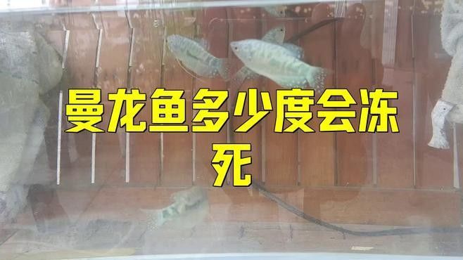 孔雀魚和曼龍魚哪個更耐寒（孔雀魚冬季無需加熱棒也能存活孔雀魚低溫極限揭秘指尖匠） 孔雀魚和曼龍魚哪個更耐寒（孔雀魚冬季無需加熱棒也能存活孔雀魚低溫極限揭秘指尖匠） 龍魚百科 第3張