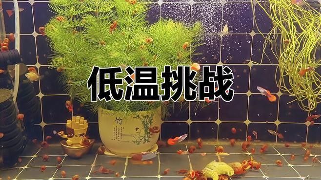 孔雀魚和曼龍魚哪個更耐寒（孔雀魚冬季無需加熱棒也能存活孔雀魚低溫極限揭秘指尖匠） 孔雀魚和曼龍魚哪個更耐寒（孔雀魚冬季無需加熱棒也能存活孔雀魚低溫極限揭秘指尖匠） 龍魚百科 第5張