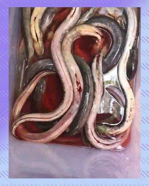 有沒有海南土龍魚生態(tài)攝影作品？（關(guān)于海南土龍魚生態(tài)攝影作品的簡要分析）