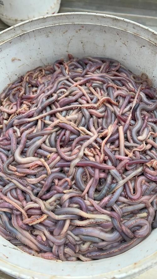 有沒有海南土龍魚生態(tài)攝影作品？（關(guān)于海南土龍魚生態(tài)攝影作品的簡要分析）