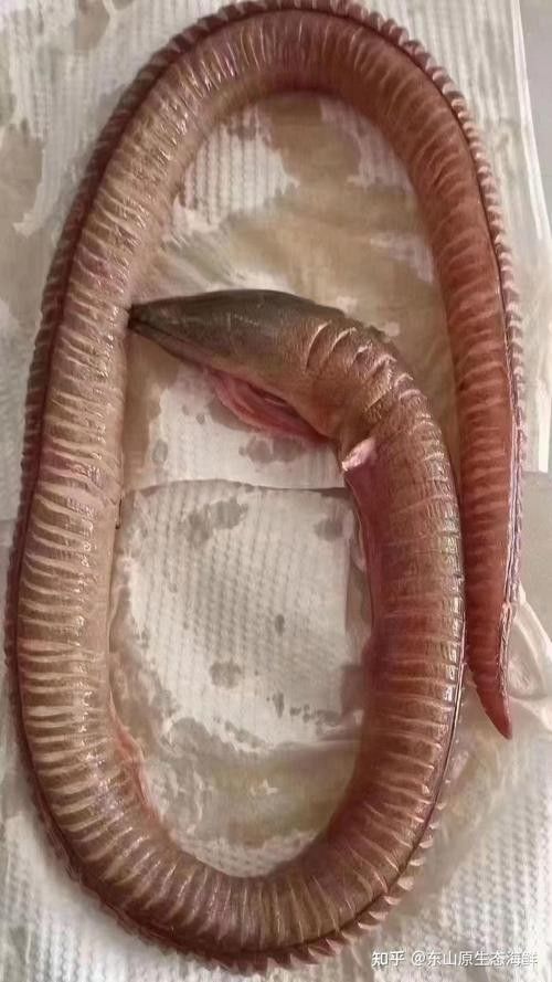 有沒有海南土龍魚生態(tài)攝影作品？（關(guān)于海南土龍魚生態(tài)攝影作品的簡要分析）