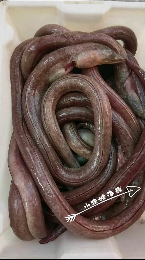 有沒有海南土龍魚生態(tài)攝影作品？（關(guān)于海南土龍魚生態(tài)攝影作品的簡要分析）