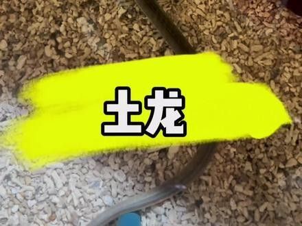 有沒有海南土龍魚生態(tài)攝影作品？（關(guān)于海南土龍魚生態(tài)攝影作品的簡要分析）
