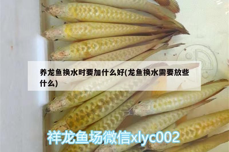 養(yǎng)龍魚換水時要加什么好(龍魚換水需要放些什么)（養(yǎng)龍魚換水時要加什么）