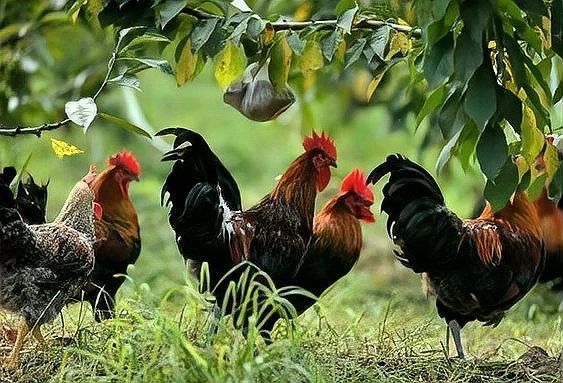 如何科學(xué)配制自制飼料？