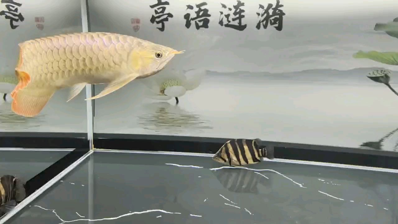 堅持愛好（zizai評論：堅持愛好的重要性與實踐） 堅持愛好（zizai評論：堅持愛好的重要性與實踐） 龍魚論壇