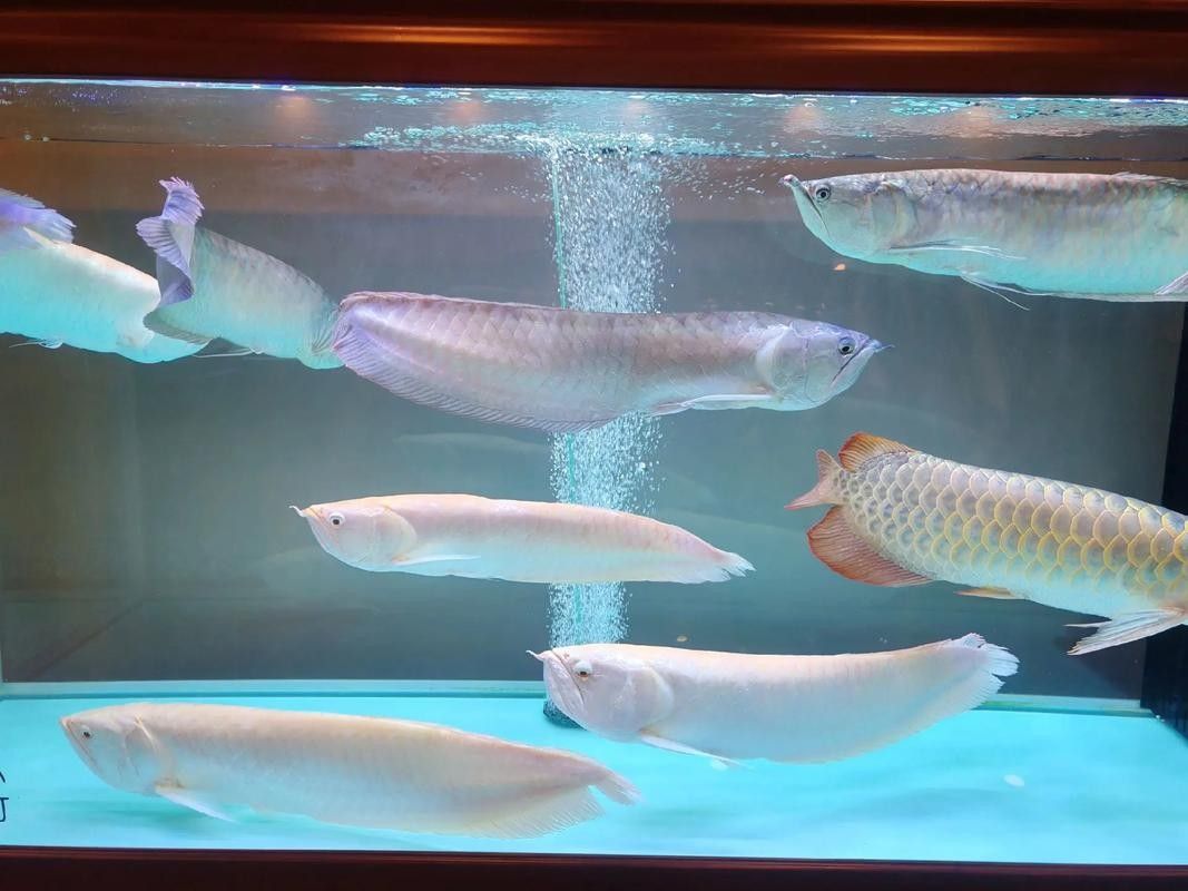 金龍魚多久刷新一次