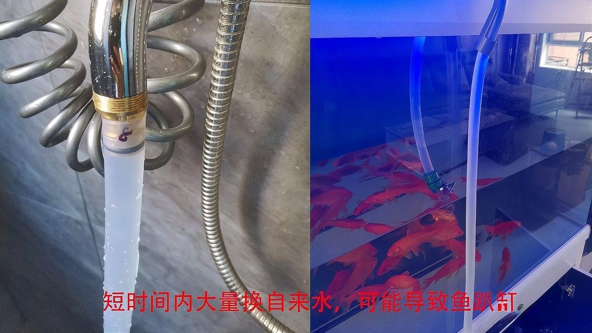 龍魚趴缸底不動多久會死