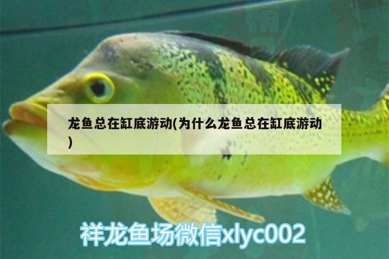 龍魚總在缸底游動(為什么龍魚總在缸底游動)