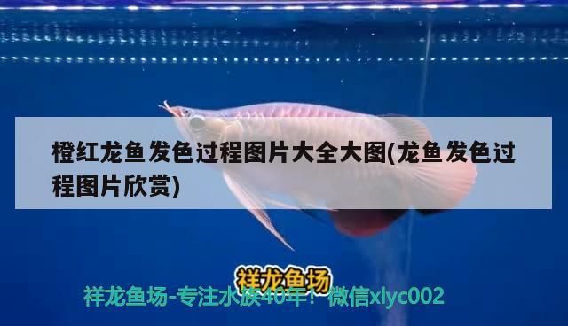 紅點品牌龍魚 紅色的龍魚