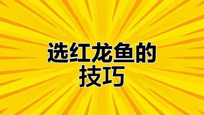 如何鑒別紅龍魚的品質(zhì)？（如何挑選優(yōu)質(zhì)紅龍魚）