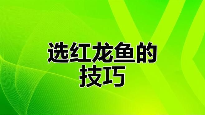 如何鑒別紅龍魚的品質(zhì)？（如何挑選優(yōu)質(zhì)紅龍魚）