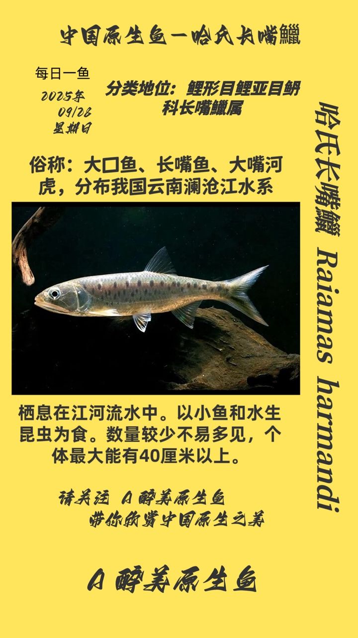 哈氏長嘴鱲（哈氏長嘴[需手動填充]——哈氏長嘴[需手動填充]） 哈氏長嘴鱲（哈氏長嘴[需手動填充]——哈氏長嘴[需手動填充]） 龍魚論壇