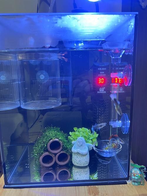 混養時如何避免爭斗? 龍魚百科 第8張 混養時如何避免爭斗? 混養時如何避免爭斗? 龍魚百科 第8張