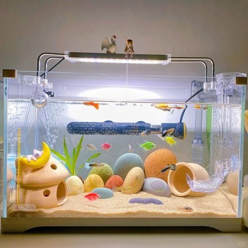 混養時如何避免爭斗? 龍魚百科 第4張 混養時如何避免爭斗? 混養時如何避免爭斗? 龍魚百科 第4張