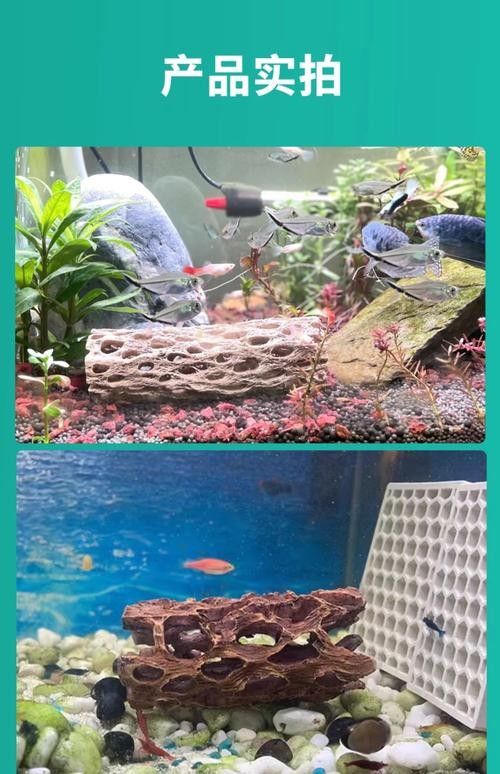 混養時如何避免爭斗? 龍魚百科 第5張 混養時如何避免爭斗? 混養時如何避免爭斗? 龍魚百科 第5張