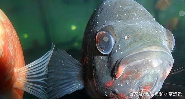 龍魚在低溫下會有哪些癥狀