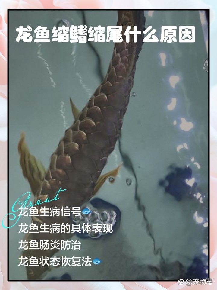 龍魚在低溫下會有哪些癥狀