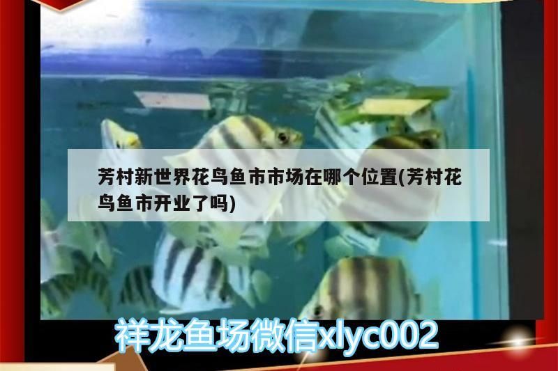 芳村新世界花鳥魚市市場在哪個位置(芳村花鳥魚市開業了嗎) 芳村新世界花鳥魚市市場在哪個位置(芳村花鳥魚市開業了嗎) 觀賞魚百科