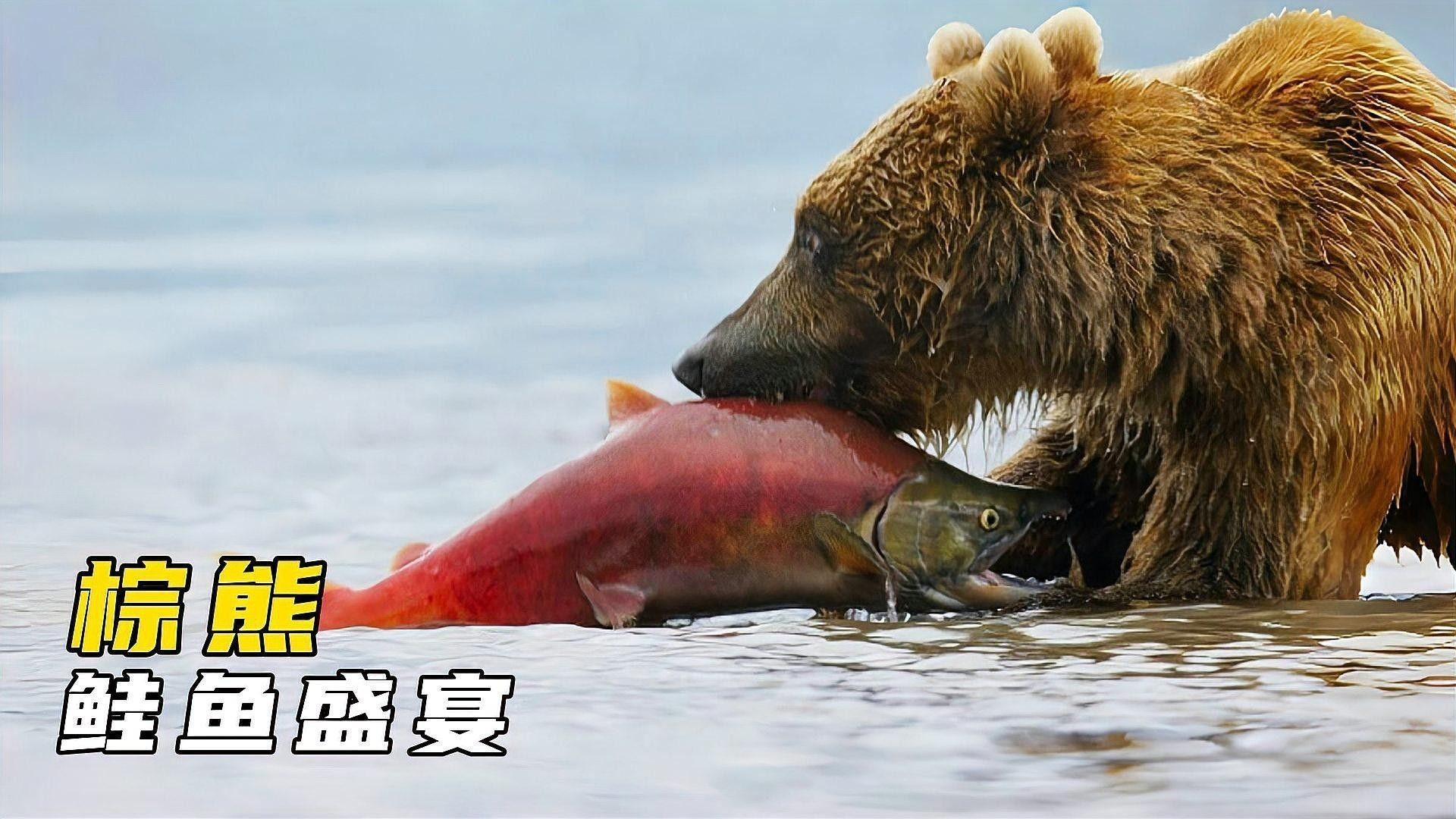 有哪些魚(yú)類(lèi)是洄游魚(yú)類(lèi)？