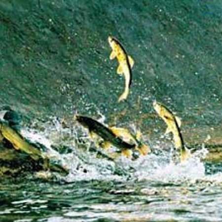 有哪些魚(yú)類(lèi)是洄游魚(yú)類(lèi)？