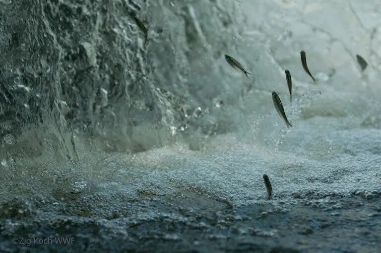 有哪些魚(yú)類(lèi)是洄游魚(yú)類(lèi)？