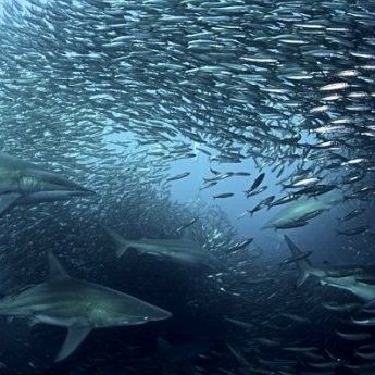 有哪些魚(yú)類(lèi)是洄游魚(yú)類(lèi)？