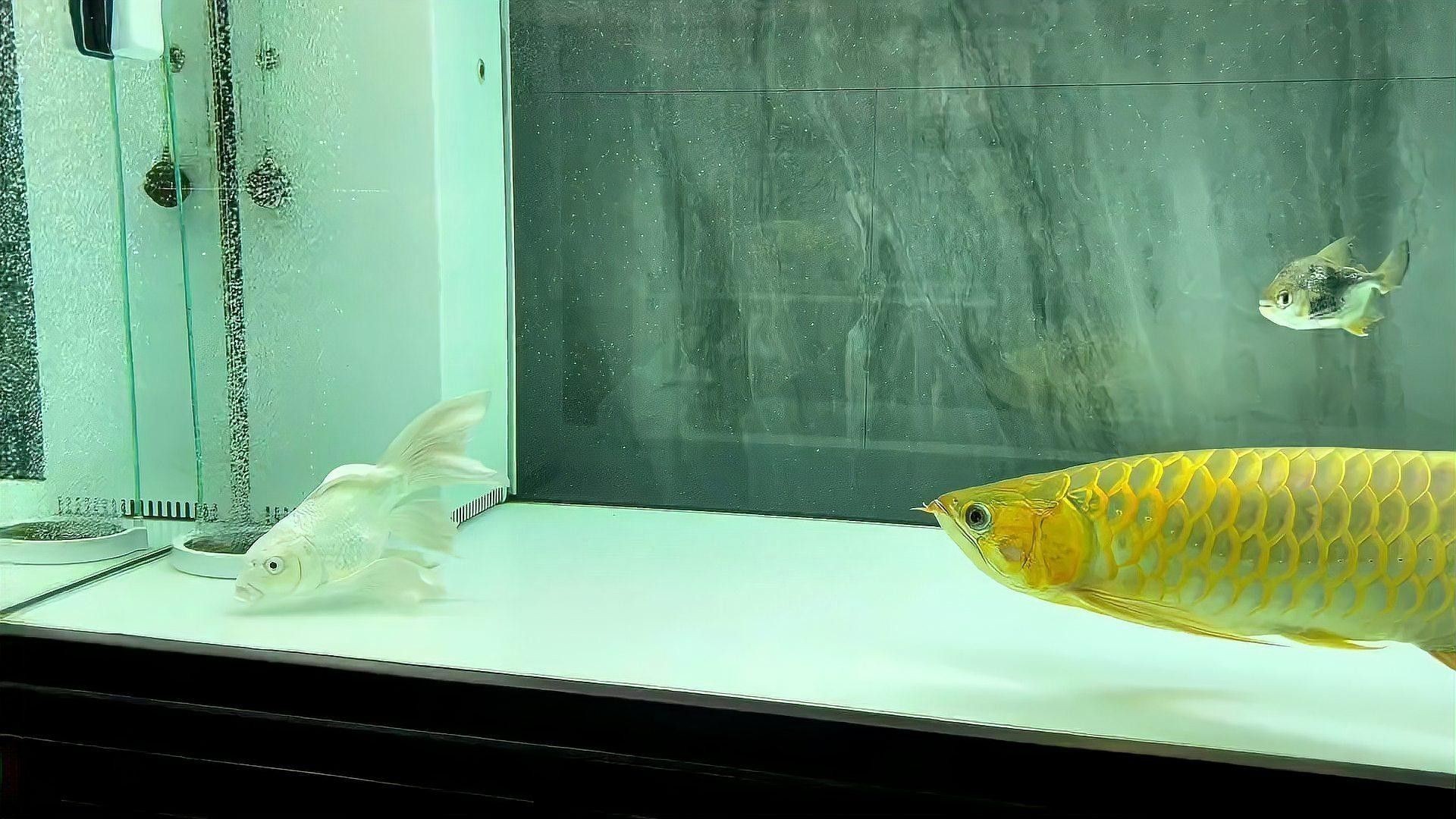 龍魚和蝴蝶鯉混養需要多久適應（魚和蝴蝶鯉混養的適應時間取決于多種因素取決于多種因素）