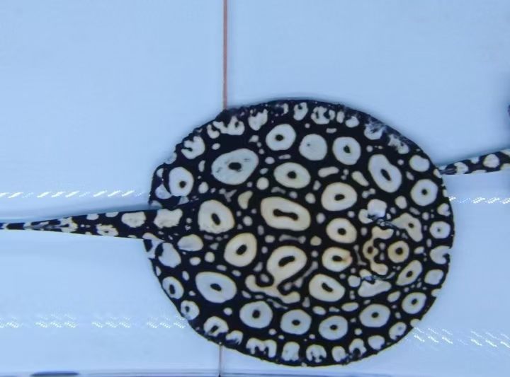 （ai在教育領(lǐng)域的廣泛應(yīng)用）