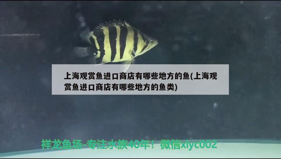 <strong><mark>上海</mark></strong>觀賞魚進口商店有哪些地方的魚(<strong><mark>上海</mark></strong>觀賞魚進口商店有哪些地方的魚類)