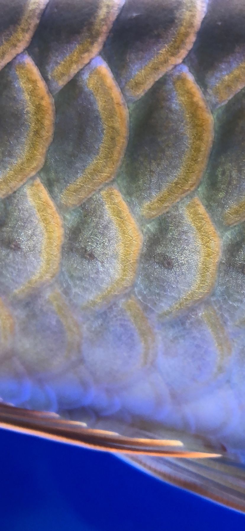 放假在家天天喂魚（放假在家天天喂魚，40天熱度,魚友謙回復@）