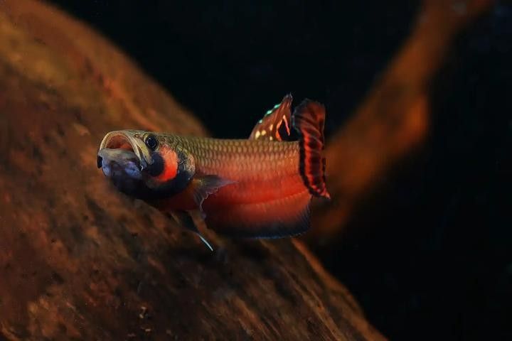 紅龍魚BTL的繁殖歷史如何（紅龍魚btl的繁殖歷史） 紅龍魚BTL的繁殖歷史如何（紅龍魚btl的繁殖歷史） 龍魚百科 第2張