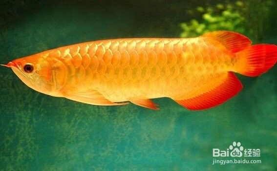 龍魚換水后趴缸需要加鹽嗎（魚缸換水加鹽正確方法魚缸換水加鹽正確方法）