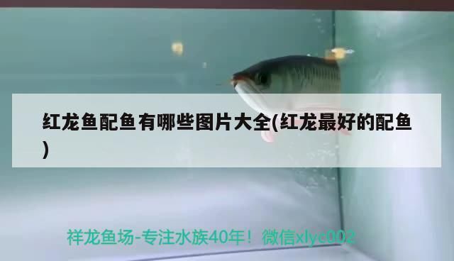 紅龍魚配魚有哪些圖片大全(紅龍最好的配魚)