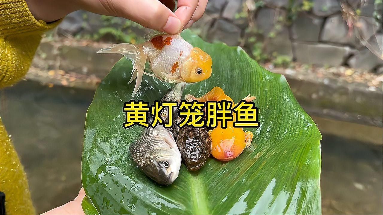 龍魚和烏龜會繁殖嗎（淺析不同龜種生育繁殖小知識）