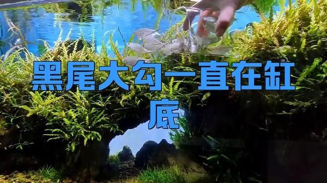 如何設(shè)置黑尾大鉤魚缸的水質(zhì)？（wx_大暖陽(yáng)824979黑尾大勾魚飼養(yǎng)指南）