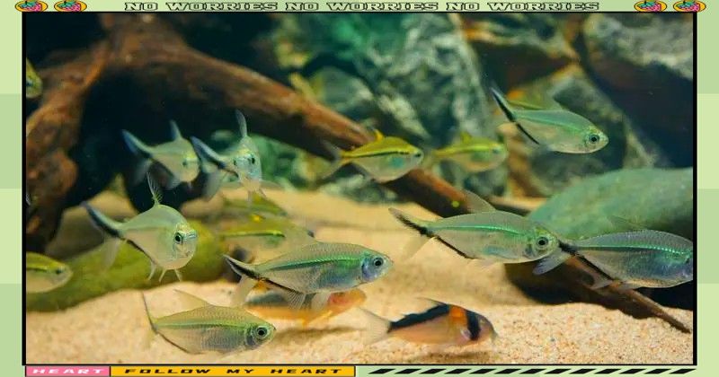 如何設(shè)置黑尾大鉤魚缸的水質(zhì)？（wx_大暖陽(yáng)824979黑尾大勾魚飼養(yǎng)指南）