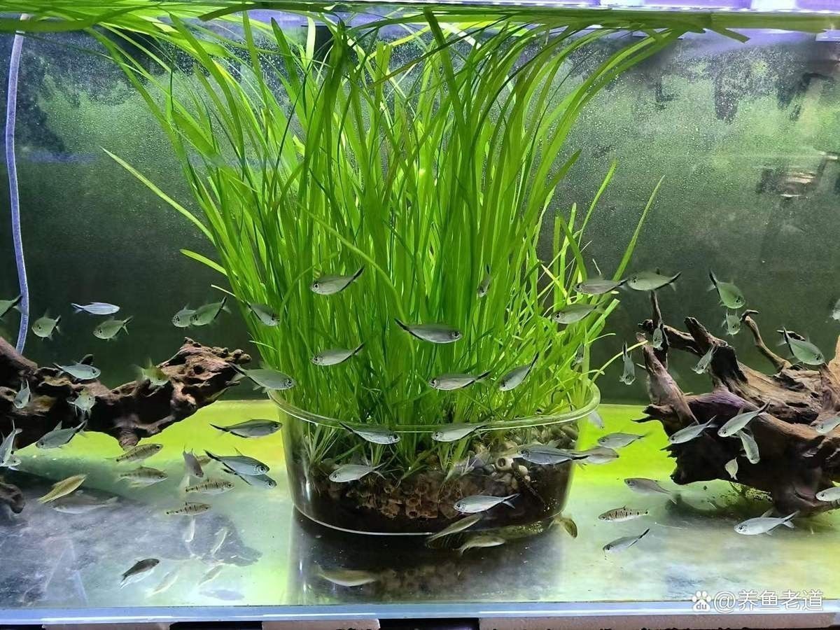 如何設(shè)置黑尾大鉤魚缸的水質(zhì)？（wx_大暖陽(yáng)824979黑尾大勾魚飼養(yǎng)指南）