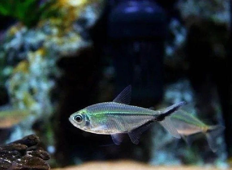 如何設(shè)置黑尾大鉤魚缸的水質(zhì)？（wx_大暖陽(yáng)824979黑尾大勾魚飼養(yǎng)指南）