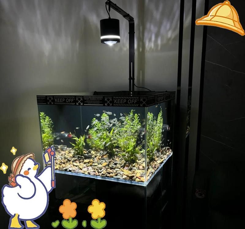 如何設(shè)置黑尾大鉤魚缸的水質(zhì)？（wx_大暖陽(yáng)824979黑尾大勾魚飼養(yǎng)指南）