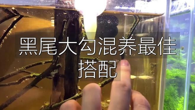如何設(shè)置黑尾大鉤魚缸的水質(zhì)？（wx_大暖陽(yáng)824979黑尾大勾魚飼養(yǎng)指南）
