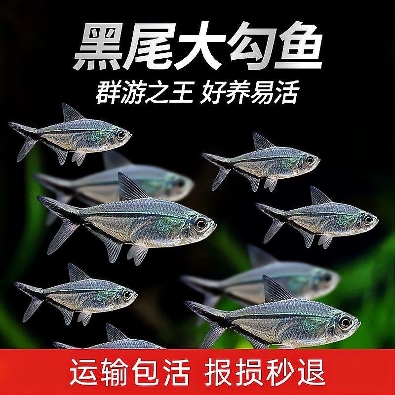 如何設(shè)置黑尾大鉤魚缸的水質(zhì)？（wx_大暖陽(yáng)824979黑尾大勾魚飼養(yǎng)指南）