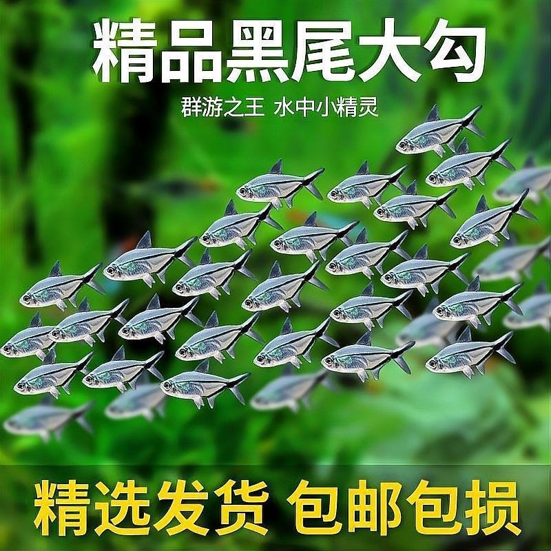 如何設(shè)置黑尾大鉤魚缸的水質(zhì)？（wx_大暖陽(yáng)824979黑尾大勾魚飼養(yǎng)指南）