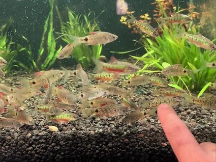 潮汕杜龍魚的價格是多少