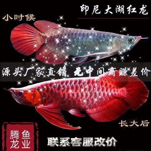 哪里可以買到正宗的紅龍魚幼魚苗（北京觀賞魚市場詳解紅龍魚幼魚苗可能會出售他們的幼魚苗）