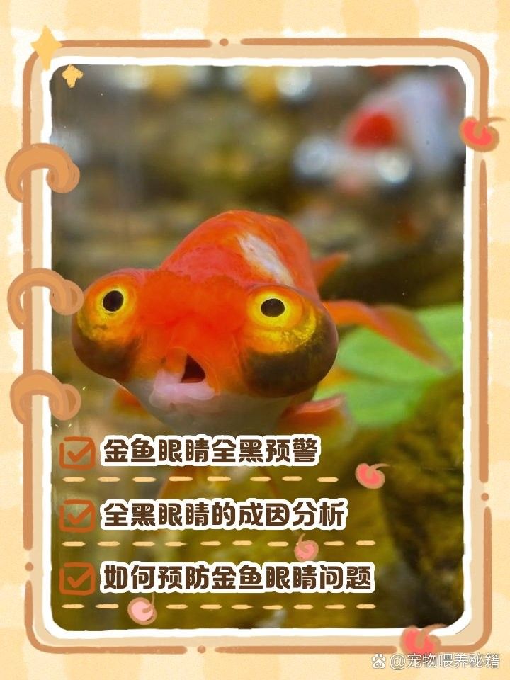 如何預防黑龍睛金魚眼部疾病（小智的ai探界，金魚的眼睛全黑了怎么了）