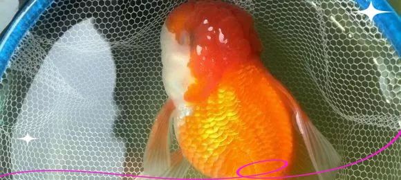 如何預防黑龍睛金魚眼部疾病（小智的ai探界，金魚的眼睛全黑了怎么了）